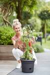 green basics tomato pot 33cm living black